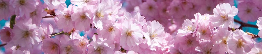 Bloeiende lente posters & Art Prints