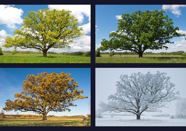Oak in four season posters prints by Therese Eriksson Printler