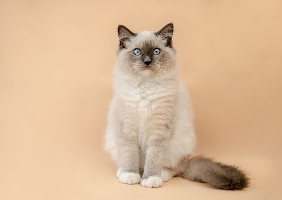 Cute ragdoll online