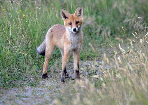 Sweet little fox cub posters & prints by Daniel Mattisson - Printler