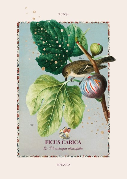 Botanica - Feige Poster von Avis &amp; Flos | Printler