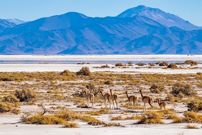 Vicuñas in their habitat