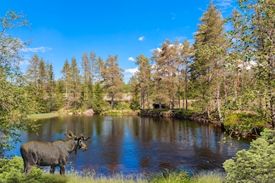 Moose near a lake