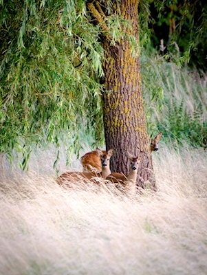 Hjort på engen