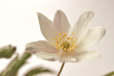 Vår hvit anemone