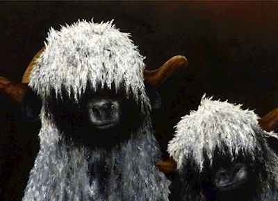 Valaiská ovce s černým nosem