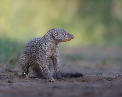 Banded Mongoose in Zimbabwe