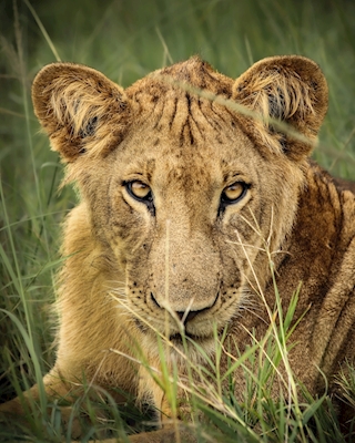 Jeune lion en Ouganda