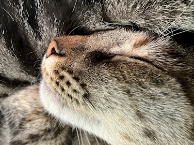Close-up do gato ronronando