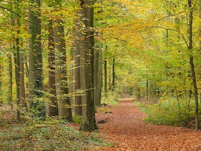 Caminho da floresta no outono