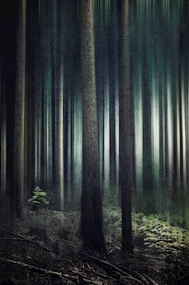 Licht und Schatten Wald