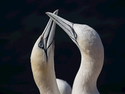 two bird on Helgoland island