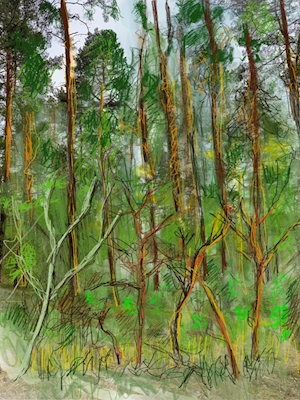 Foresta Müggelwald