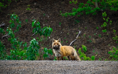 Wildlife red fox