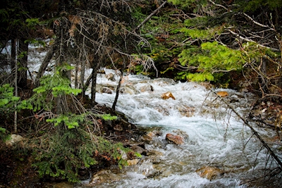 Rivière dans la nature