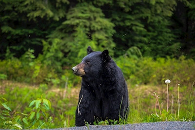 Urso-negro 