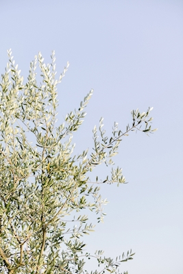 Oliventræ i Toscana Italien