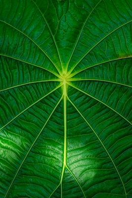 Details of a leaf