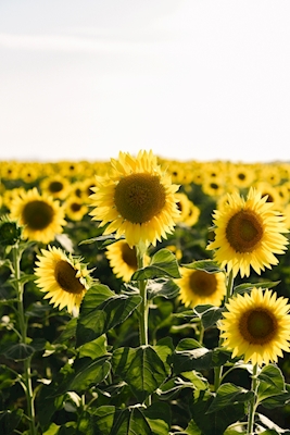 Sunflowers Tuscany Italy