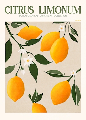 Fruit Market Lemon