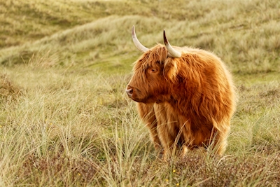 Skotska Highland boskap