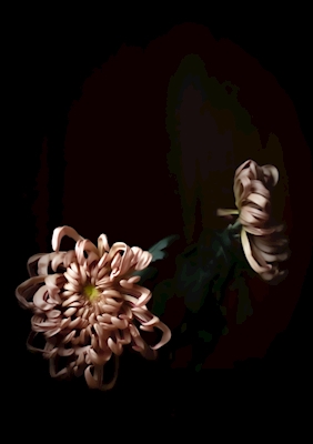 Chrysantheme Spinne Kupfer
