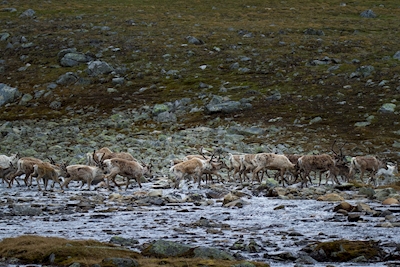 The reindeer herd