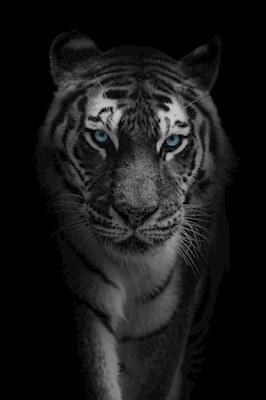 Olhos azuis do tigre