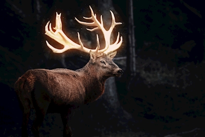 Magical Deer | Magischer Hirsc