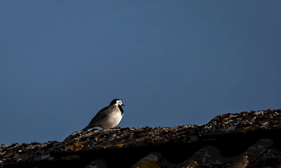 Wagtail ved solnedgang
