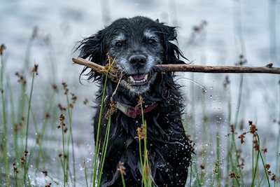 Mit freundlichen Grüßen glücklicher Hund im Wasser