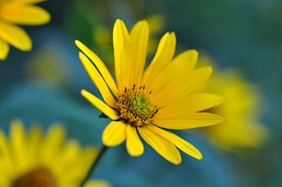 Żółty kwiat
