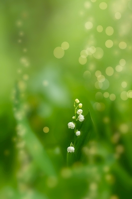  The lily of the valley