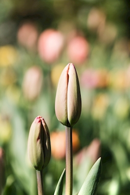 Tulipanes de primavera