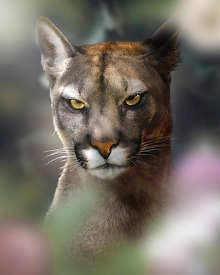 Böser Puma - Bad Cougar
