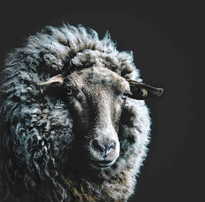 Retrato de oveja  