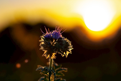 Paarse bloem bij zonsondergang 