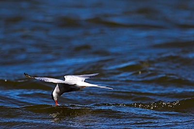 Varredura Tern