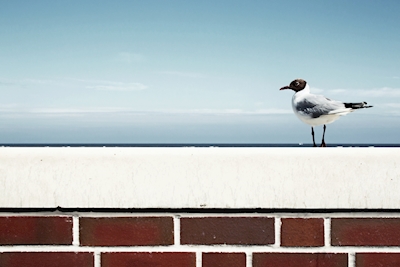 East frisian seagull