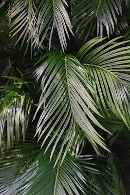Exotic green palm leaves 