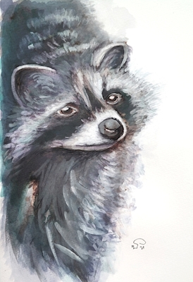 The racoon