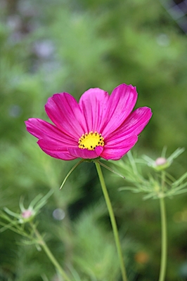 Cosmos flower