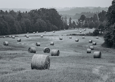 Hay bales in the landscape