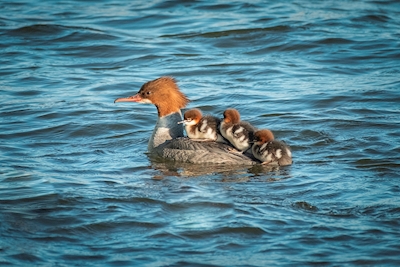 Matka husa s mláďaty