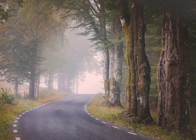 Neblina pela estrada rural