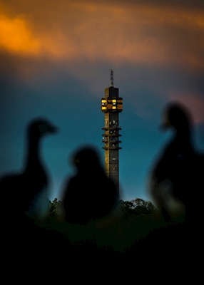 The geese and the tower