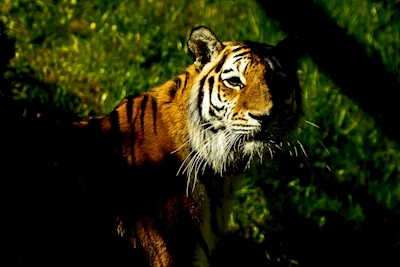 Tiger skygge