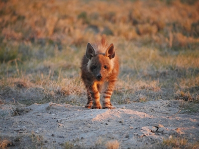 Brun Hyena