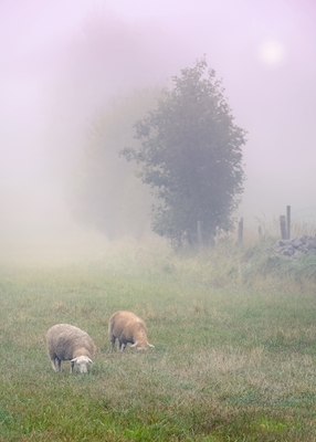 schapen in mist