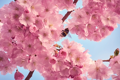 Cherry tree and a bumble bee 2